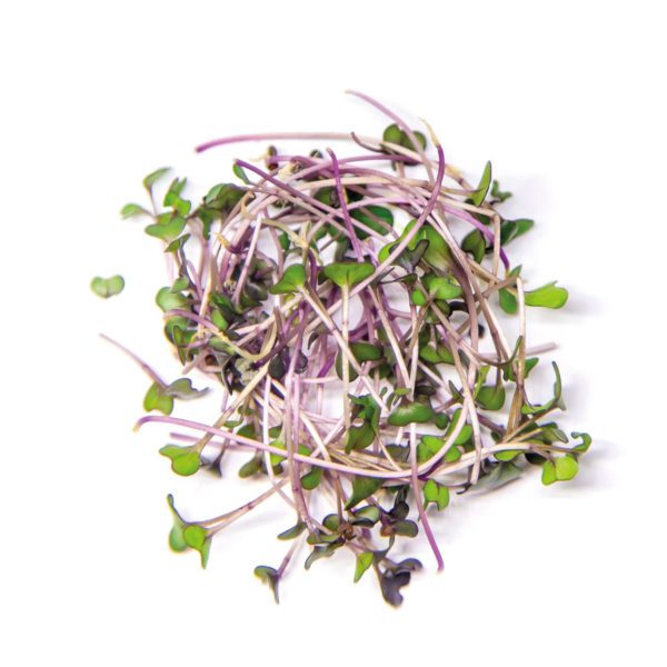 BIO Kohlrabi violett Microgreen 🌱 online kaufen & liefern lassen