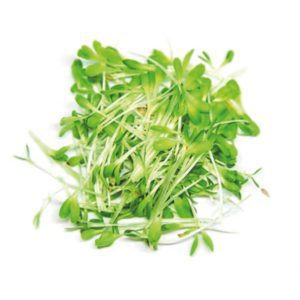 BIO Salatmix (mild & leicht scharf) Microgreen 🌱 online kaufen & liefern lassen