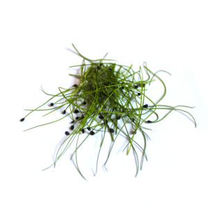 BIO Knoblauch 🧄 Microgreen 🌱 online kaufen & liefern lassen