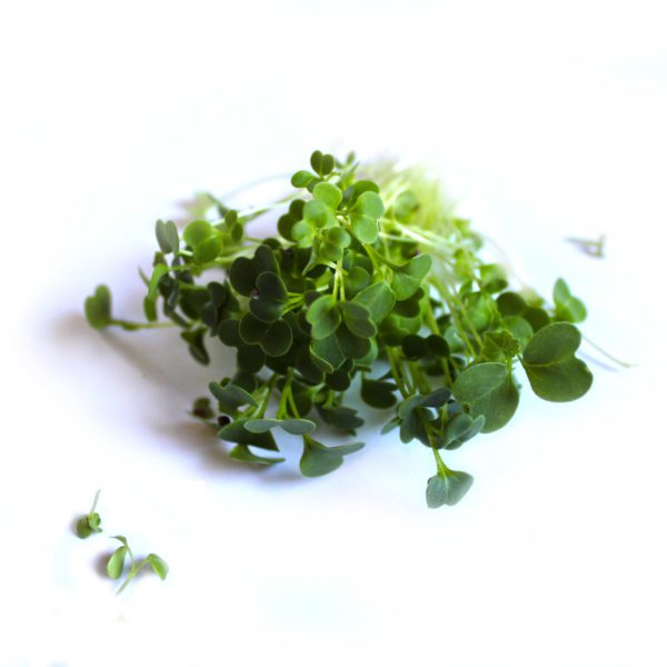 BIO Brokkoli 🥦 Microgreen 🌱 online kaufen & liefern lassen