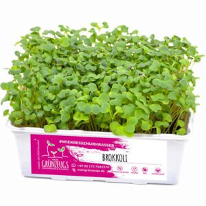 Brokkoli 🥦 Microgreen 🌱 online kaufen & liefern lassen