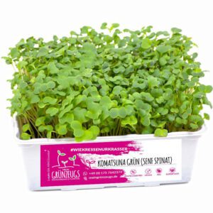 Komatsuna grün (Senf Spinat) Microgreen 🌱 online kaufen & liefern lassen