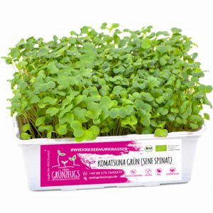BIO Komatsuna grün (Senf Spinat) Microgreen 🌱 online kaufen & liefern lassen