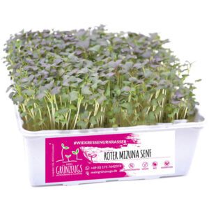 Mizuna Senf Microgreen 🌱 online kaufen & liefern lassen